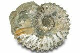Bumpy Ammonite (Douvilleiceras) Fossil - Madagascar #277182-1